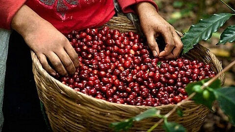Giá cà phê quay đầu tăng sau 2 phiên giảm liên tiếp