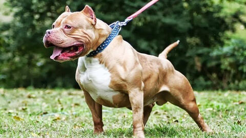 Bộ Nông nghiệp nói gì về đề xuất cấm nuôi chó dữ?