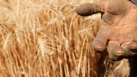 Giá lương thực toàn cầu đạt mức cao nhất trong vòng 10 năm qua