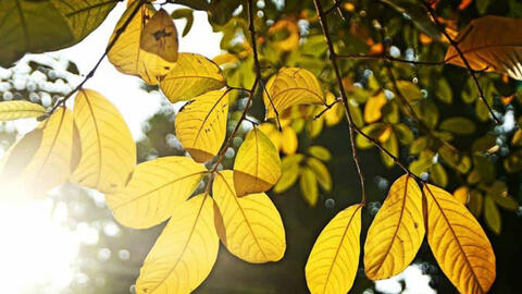 Những tác phẩm thơ về mùa thu nổi tiếng nhất trên thi đàn Việt Nam