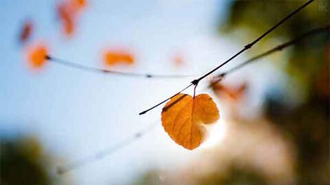 Một mai qua cơn mê…