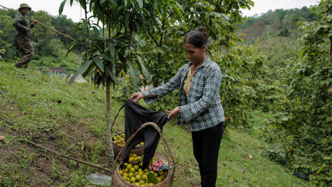 Dân trồng hồng Vành khuyên được mùa