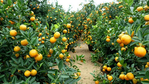 Làng quất cảnh Hội An vắng bóng người mua dù Tết Tân Sửu 2021 đang cận kề