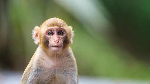 Xem tuổi xông đất 2022 cho gia chủ tuổi Canh Thân 1980