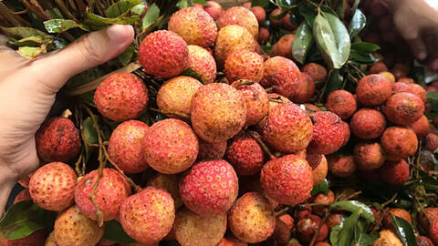 7 nhóm người cần hạn chế ăn vải