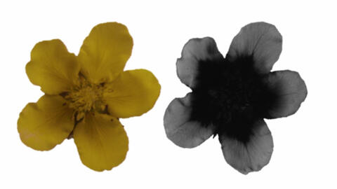 Các loài hoa đang thay đổi màu sắc để thích ứng với biến đổi khí hậu