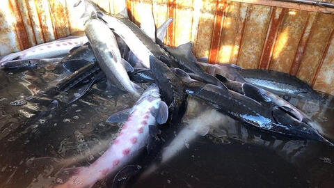 TP.HCM yêu cầu kiểm soát chặt cá tầm Trung Quốc