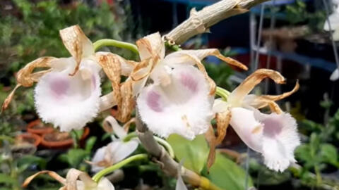 Công an Hà Nội vào cuộc xác minh thông tin chủ vườn lan đột biến ôm hàng chục tỷ bỏ trốn