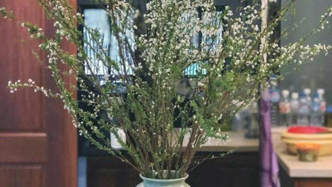 Nhiều loại hoa từ Trung Quốc được người tiêu dùng săn đón