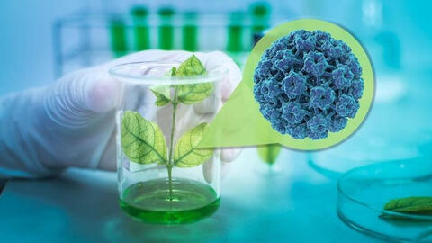 Loại vaccine COVID-19 mới không cần bảo quản lạnh, chế từ thực vật