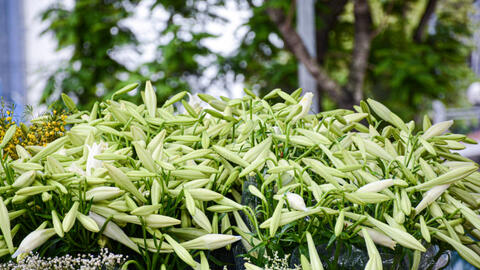 Hoa loa kèn đầu mùa từ vườn ra phố