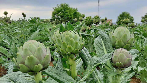 Atiso Đà Lạt nhận Kỷ lục châu Á