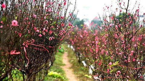 Hải Dương kêu gọi người dân, doanh nghiệp mua đào Tết giúp nông dân