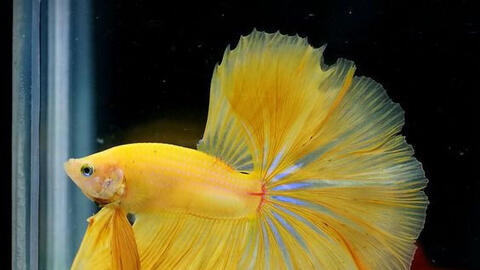 Nên nuôi cá cảnh với số lượng bao nhiêu để tăng cường tài vận?