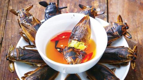 Cà cuống, nhớ chút hương xưa...