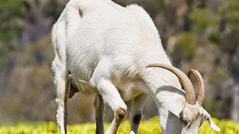 Xem tuổi xông đất 2022 cho gia chủ tuổi Kỷ Mùi 1979