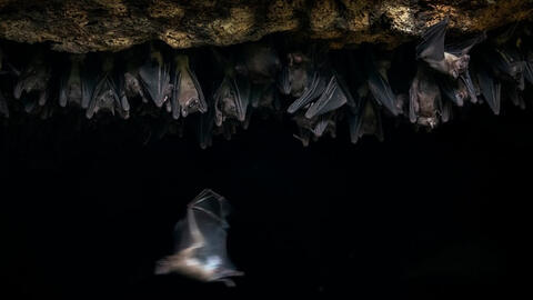 Bị dơi cắn, người đàn ông tử vong sau một tháng vì từ chối vaccine