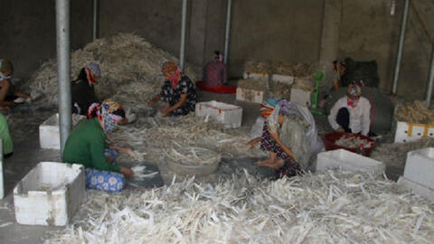 Chỉ trong 6 tháng, Trung Quốc mua 4.000 tấn lông gà, lông vịt từ Việt Nam