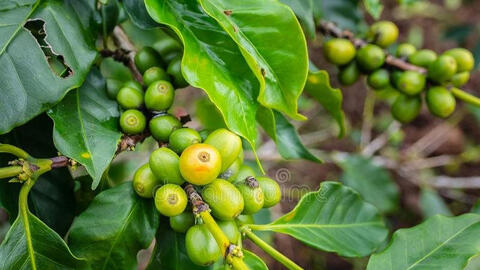 Giá cà phê thế giới tiếp tục tăng