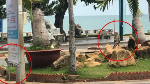 Đàn khỉ kéo nhau xuống đường phố ở Vũng Tàu sau 3 ngày giãn cách