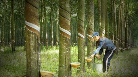 Sản xuất cao su tại Trung Quốc được đảm bảo đã đẩy giá lên cao