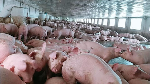 Heo hơi sắp bước vào đợt giảm giá mới?