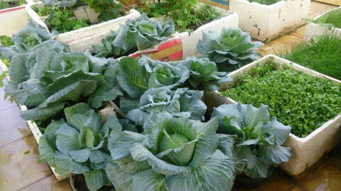 Những loại rau xanh phù hợp với sân thượng trong vụ thu đông