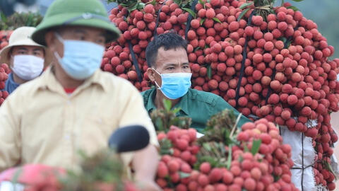 Bắc Giang đã tiêu thụ được hơn 100.000 tấn vải thiều