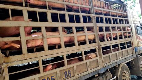 Dịch tả heo châu Phi đã xuất hiện ở Sài Gòn, kịch bản ứng phó thế nào?