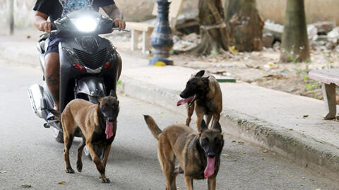 Hà Nội lập gần 600 đội bắt chó thả rông