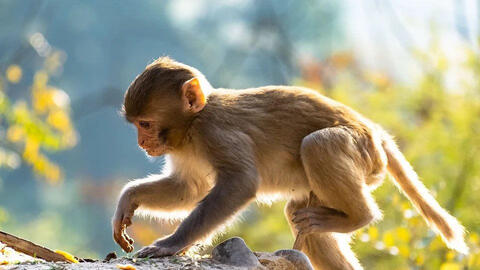 Ngày khai trương đẹp nhất năm 2022 cho tuổi Mậu Thân 1968