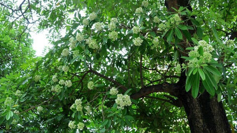 Vì sao nhiều người ngửi mùi hoa sữa cảm thấy đau đầu, buồn nôn?