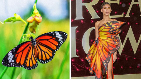 Khi siêu sao mang cả 'Thế giới động vật' vào trang phục