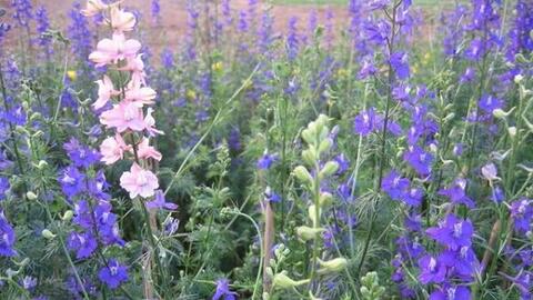 Bỗng thèm cái “mùa xuân đi ngược lại” năm xưa...