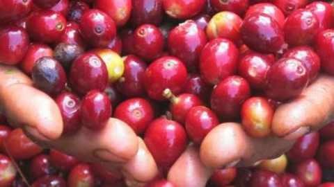 Giá cà phê được dự báo tăng do sản lượng niên vụ mới sụt giảm