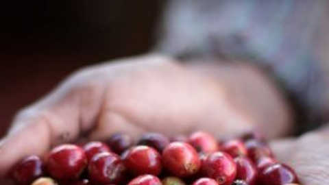 Xuất khẩu cà phê 2021 xấp xỉ 3 tỉ USD