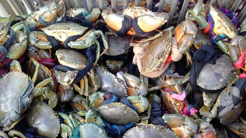 Giá cua biển tăng mạnh từ 10.000 - 50.000 đồng/kg