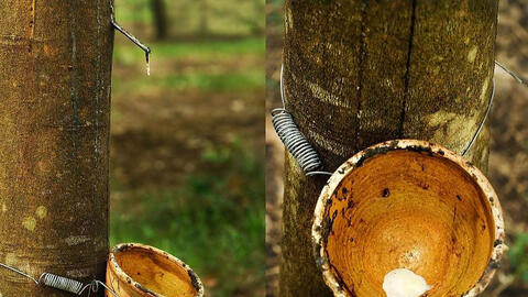 Giá cao su tăng đồng loạt khi nhu cầu sử dụng thiết bị y tế tăng cao