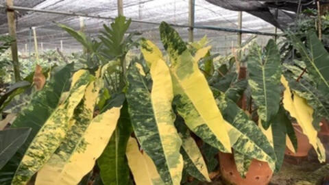 Lá cây kiểng đột biến có giá lên đển nửa tỷ đồng