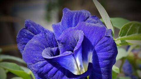 Hoa đậu biếc - Sắc lam huyền bí tái tạo vẻ đẹp làn da và mái tóc