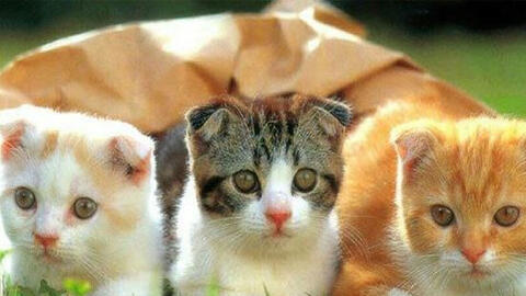 Ngày khai trương đẹp nhất năm 2022 cho tuổi Kỷ Mão 1999