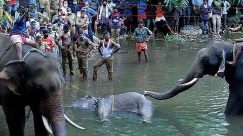 Bất ngờ với kết quả điều tra chính thức vụ voi ăn dứa nhồi pháo ở Ấn Độ