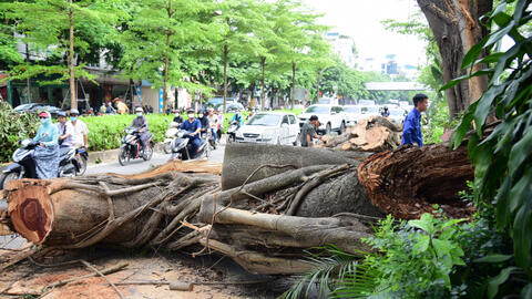 Cây đa hơn 100 năm tuổi gãy nhánh làm giao thông tắc nghẽn
