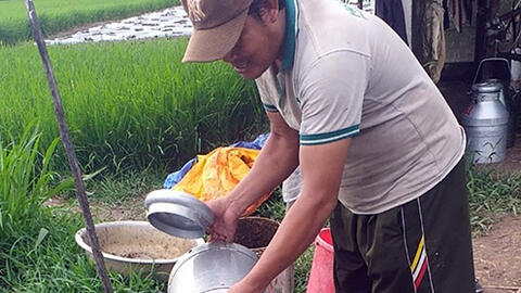 Người dân miền Tây đổ bỏ sữa bò vì không bán được