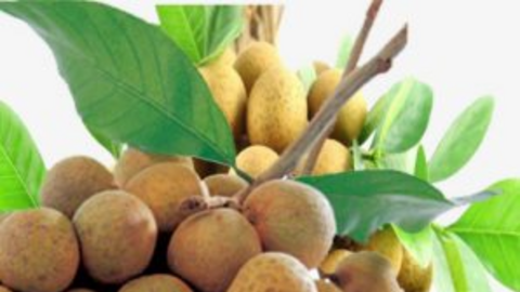 Xuất khẩu rau quả vào Trung Quốc có thể gặp khó vì lũ lụt