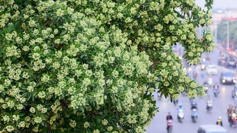 Đề xuất chuyển loạt cây hoa sữa cổ thụ khỏi phố Nguyễn Chí Thanh