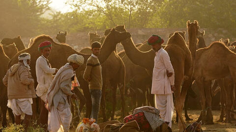 Ấn Độ mở lại phiên chợ lạc đà Pushkar nổi tiếng sau 1 năm tạm hoãn do COVID-19