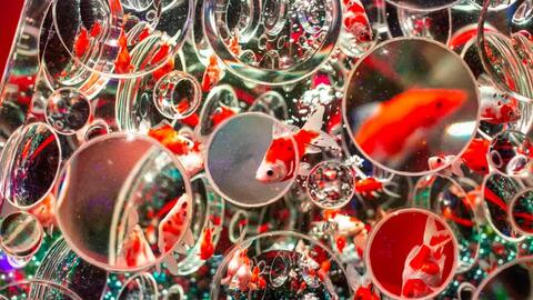 Lạc vào thế giới của những chú cá vàng tại Art Aquarium 2020