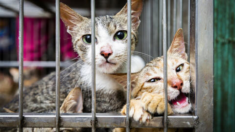 Vấn nạn từ đặc sản “Tiểu hổ” tại Việt Nam