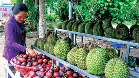Sau "cơn bão" măng cụt xanh, măng cụt chín rớt giá mạnh
